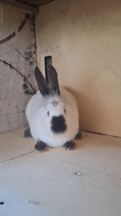 Калифорний самец