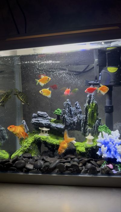 Аквариум с рыбками и черепахой