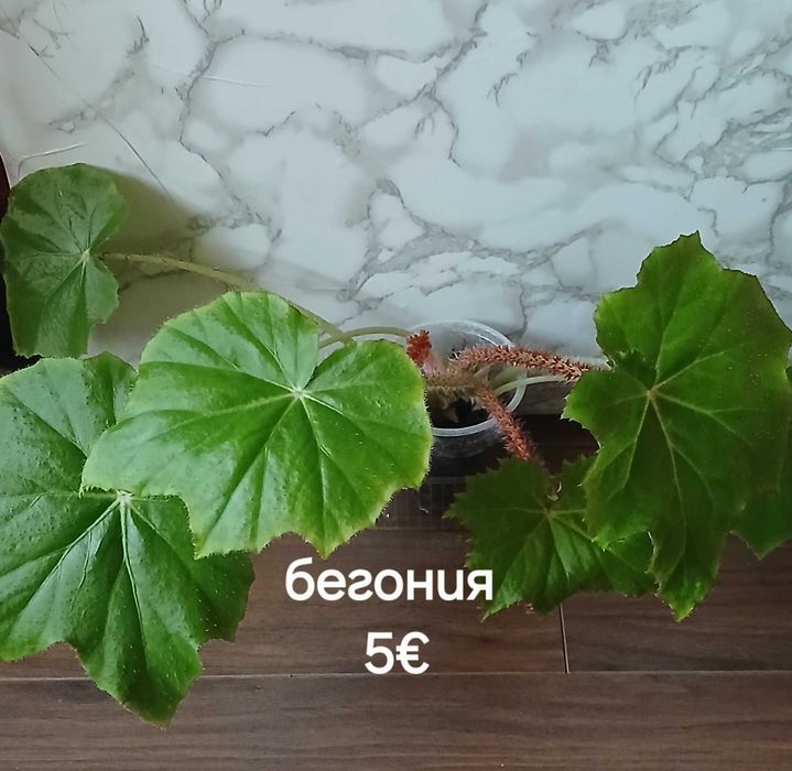 Бегонии млади растения
