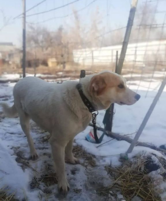 Пристраивается собачка