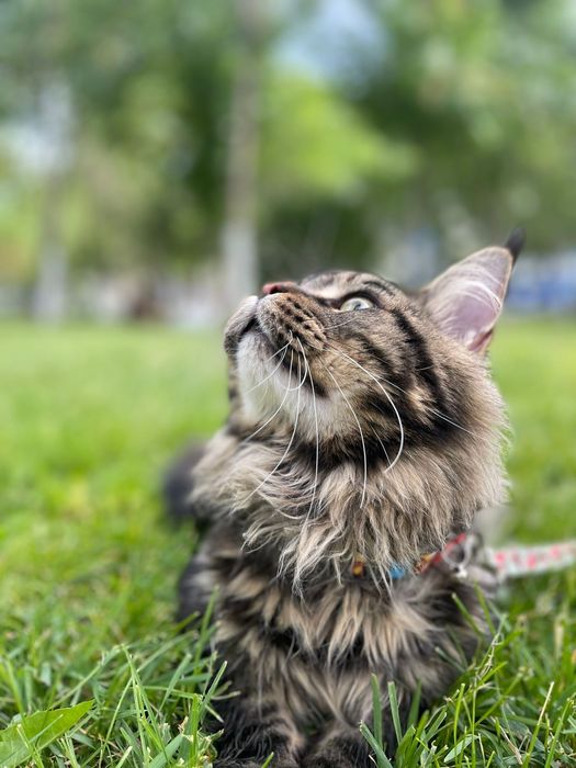 Вязка. Порода Мейн Кун