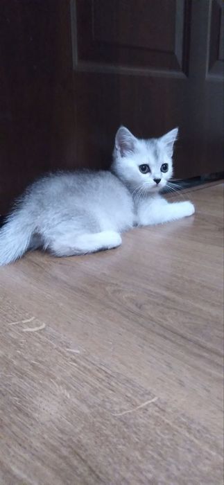 Mushuklar sotilad