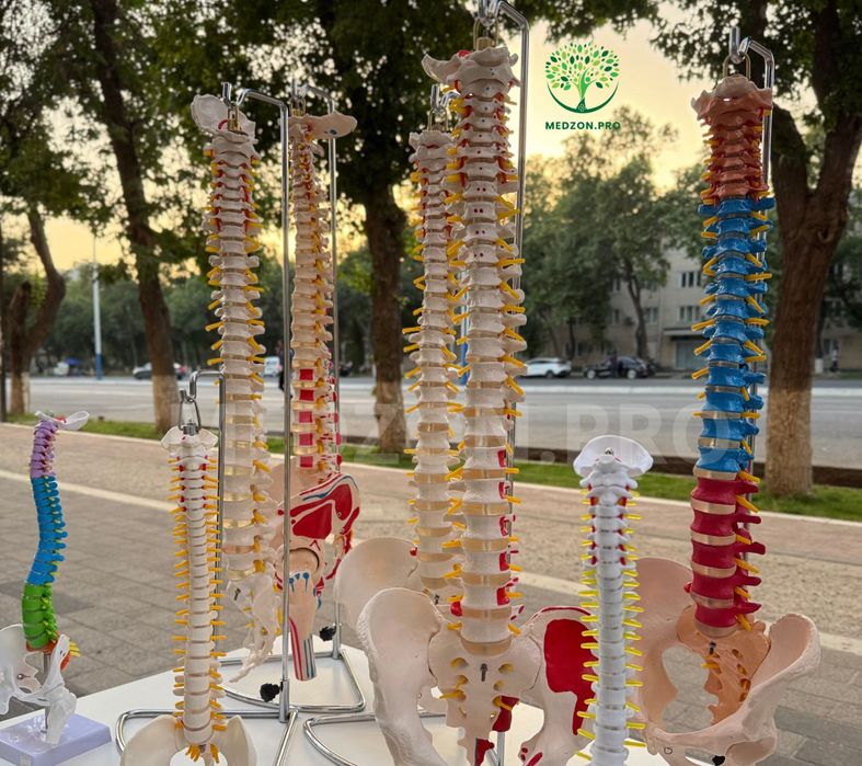 Анатомические Муляж - позвоночника