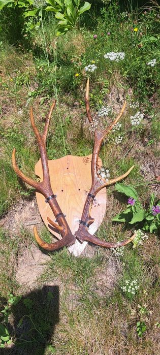 Coarne cerb cu panoplie