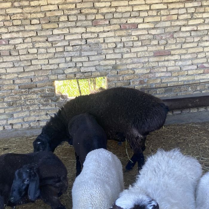 Xisori qochqor 2 yoshar