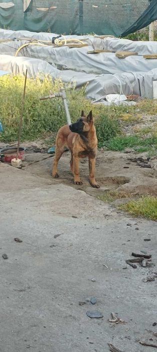 Белгийска овчарка Малиноа