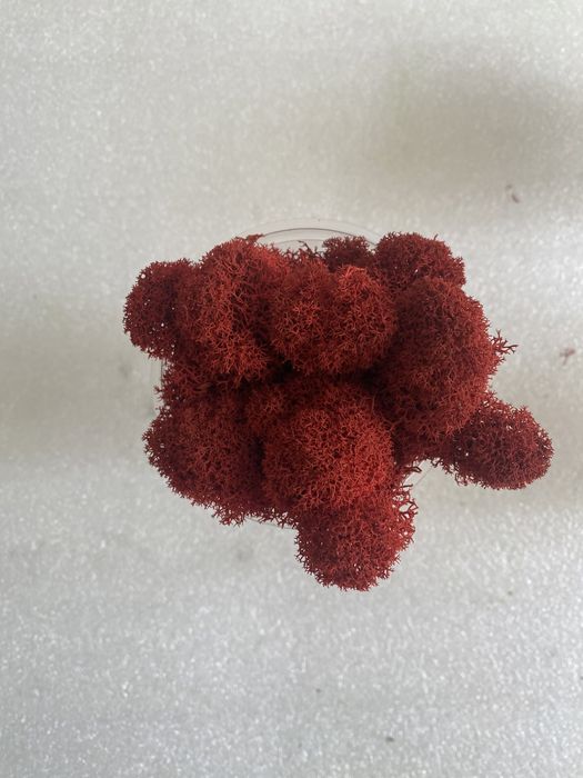 мох стабилизированный цветной