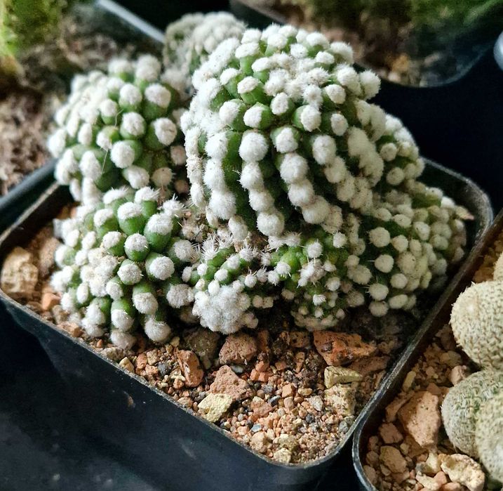 Кактусы, суккуленты