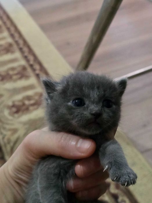 Продаётся породистые котята