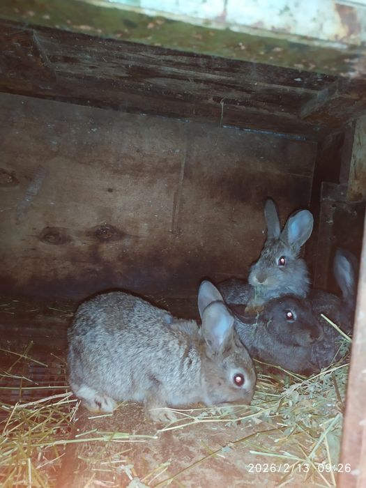 Продаются Домашние Кролики 2.5 месяцаяца