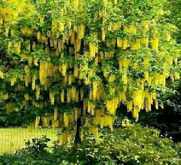 Златен дъжд - Laburnum wat.Vossii