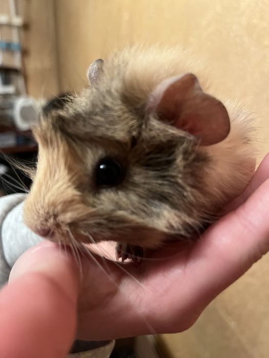 Продам морскую свинку