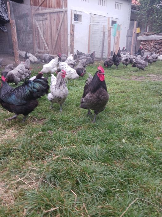Ouă pentru incubat Australorp și Araucana