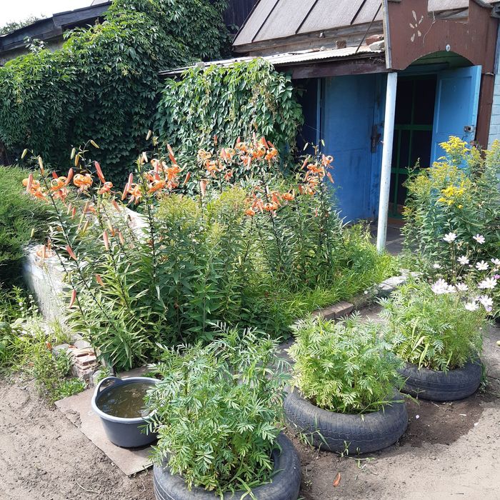 Продам дачу,сад Здоровье.