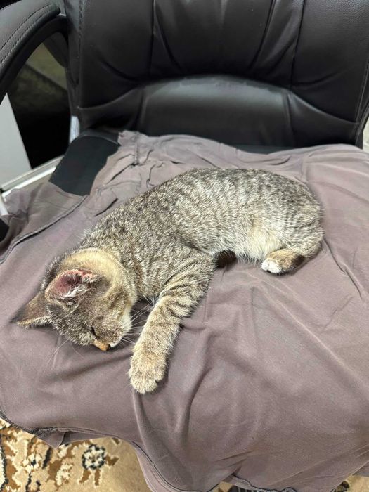 Котенок в добрые руки