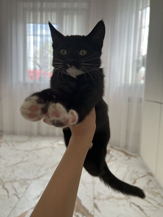 Отдам котят-девочек в добрые руки