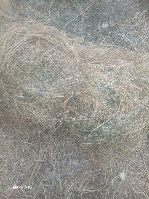 Tayyor pichan o'tlar