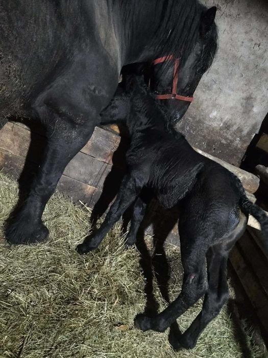 O iapă bun devânzare