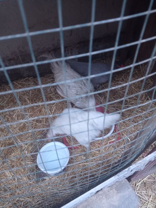 Tovuqlar va Horoz sotaman