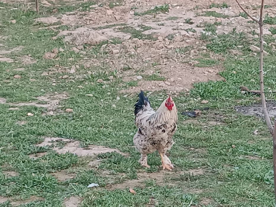 Тауықтар сатылады