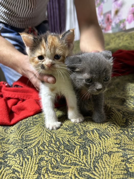 Отдам котят в добрые руки