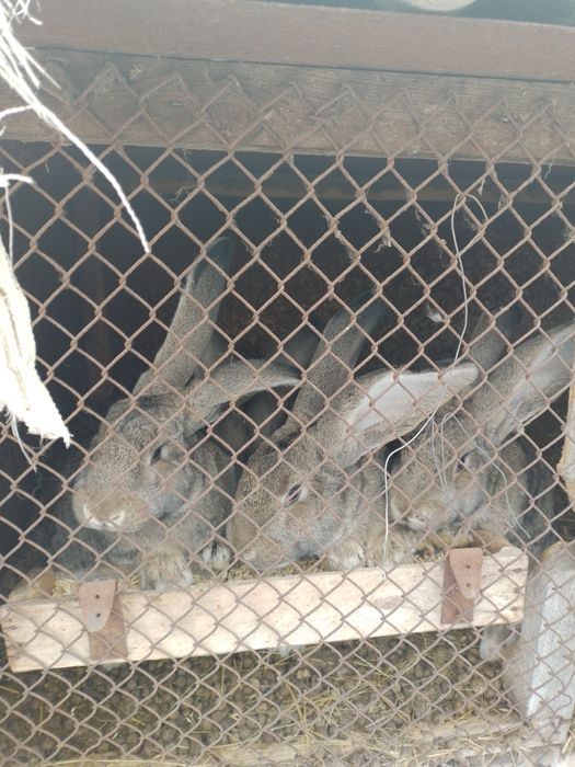 Кролики породы "Фландер"