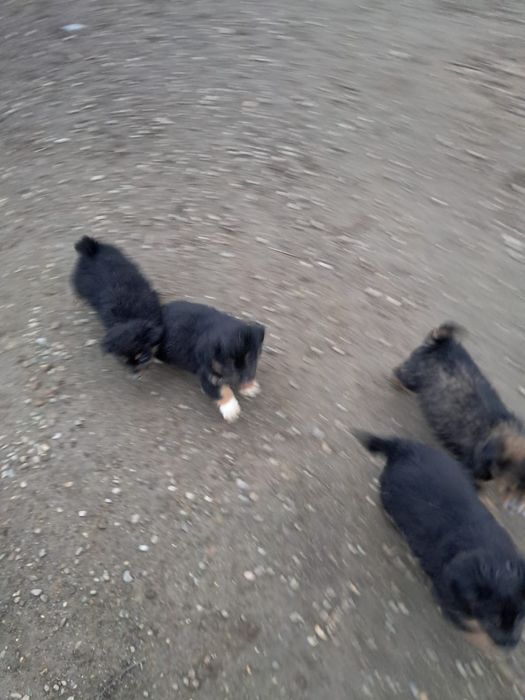 Donez catelusi talie mica