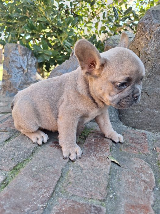 Bulldog francez mascul