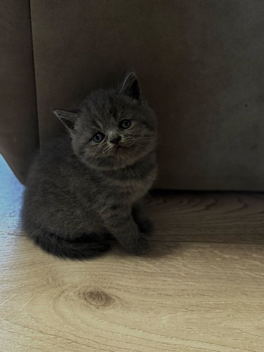 Продам британского котёнка (девочка)
