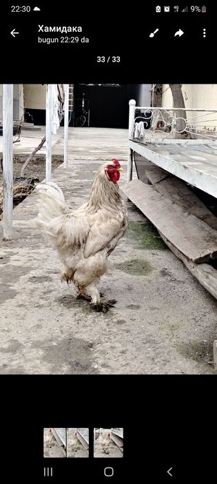 Брама...тоуткталщ3л3