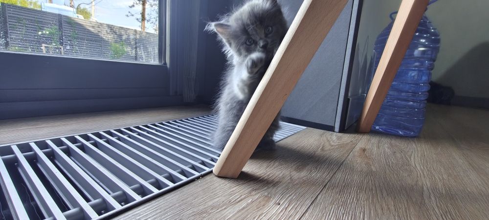 Котенок девочка.