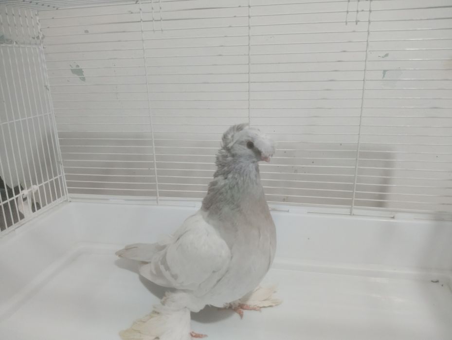 Продаётся пепельный