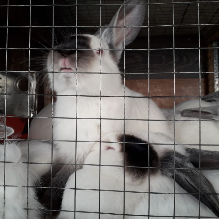 Кролики Калифорния