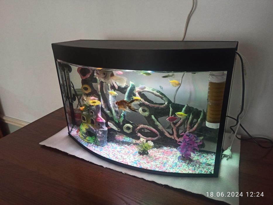 Akvarium va baliqlar sotladi