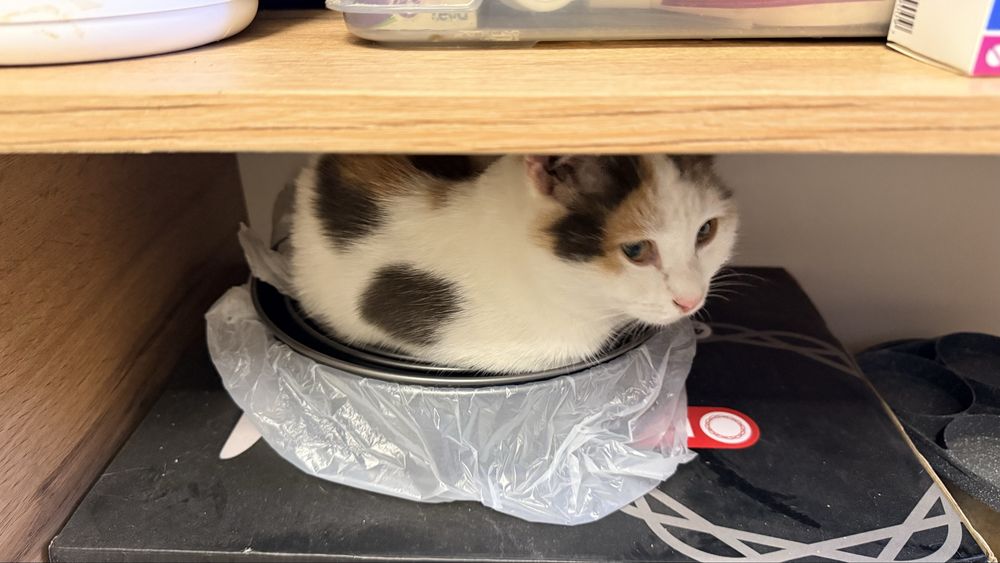 Трехцветная кошка