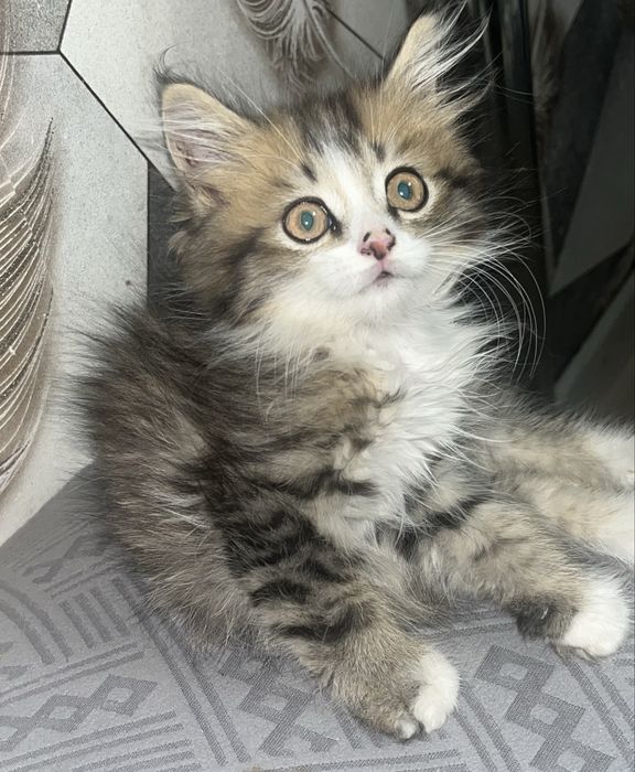 Котёнок  мальчик