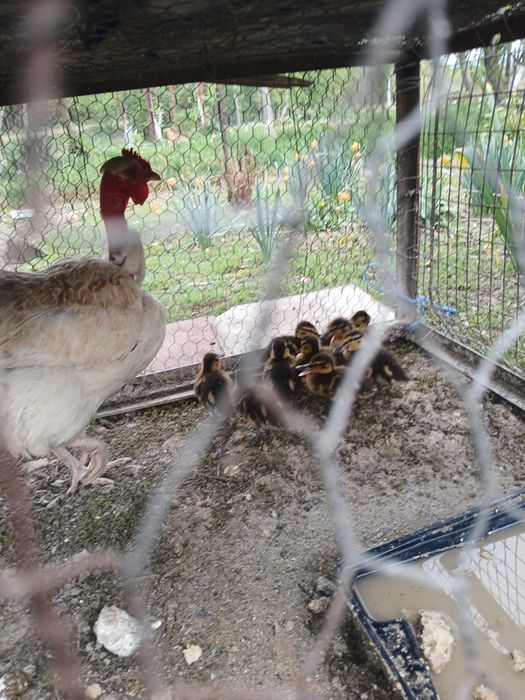 De vanzare closca cu 9 rate salbatice