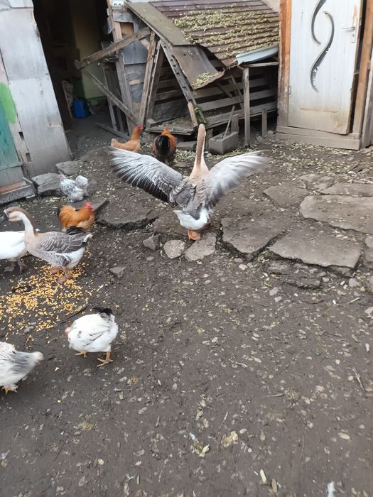 Vind sau schimb cu curci ,