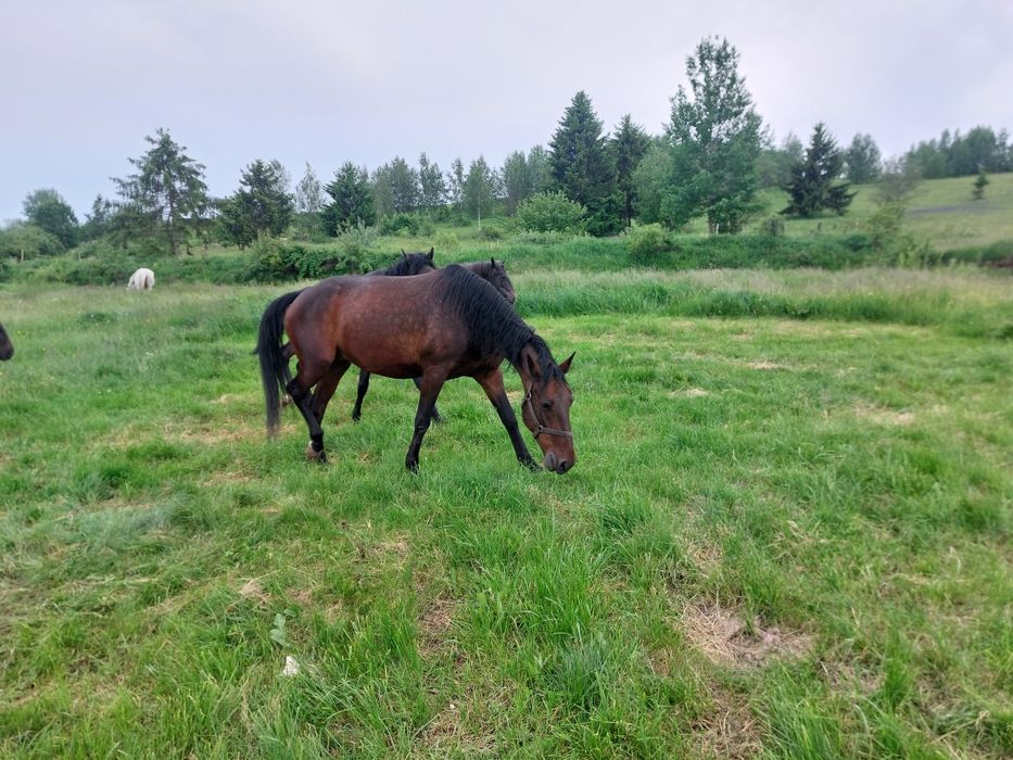 Iapa lipitan Neapolitano