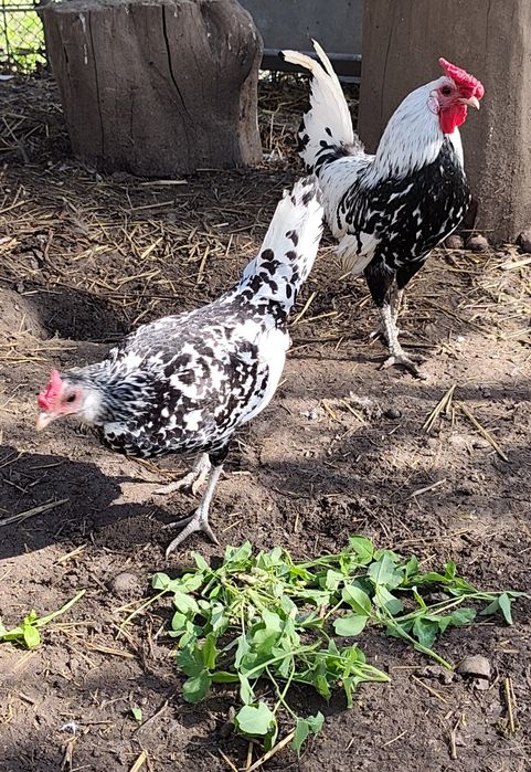 Куры декоративные пара