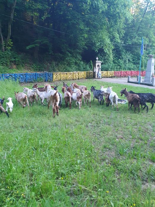 Capre bune de lapte preț negociabil