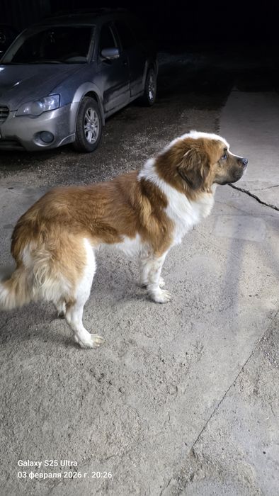 Московская сторожевая