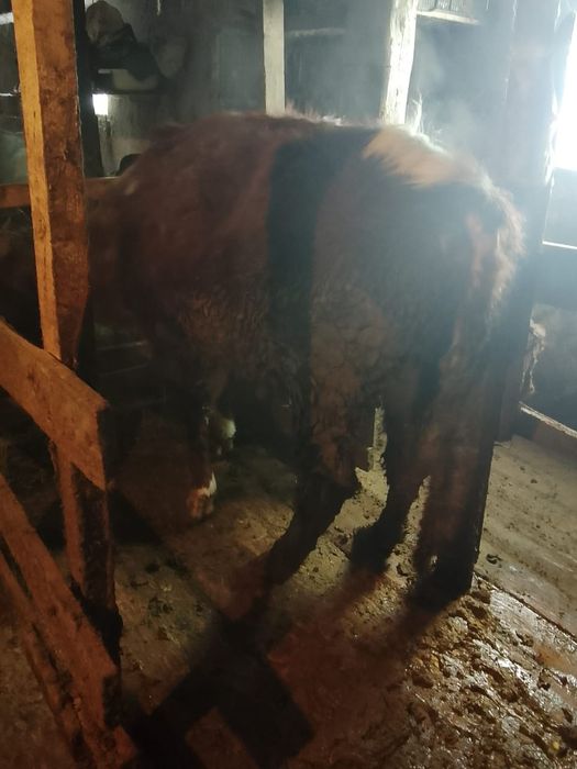 Продам жирных телок