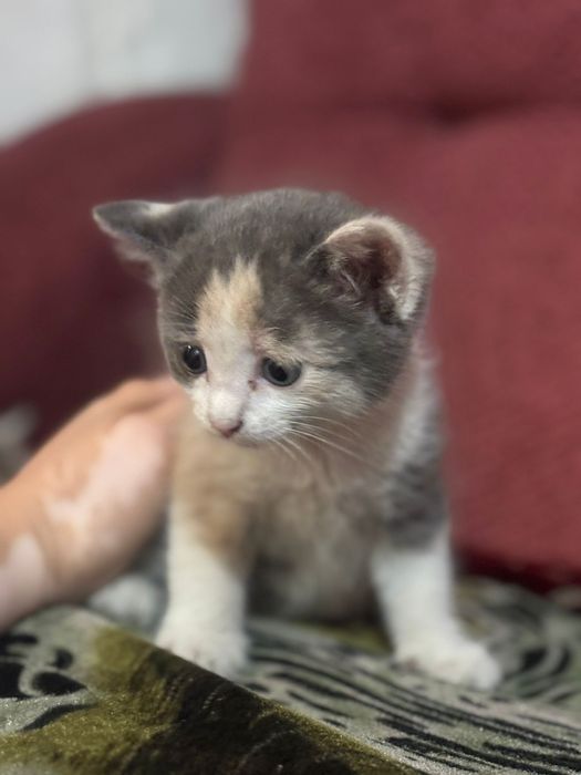 Отдам в добрые руки котят
