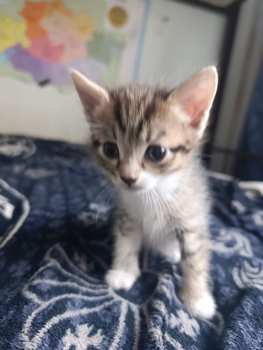 Котенок отдам в хорошие руки