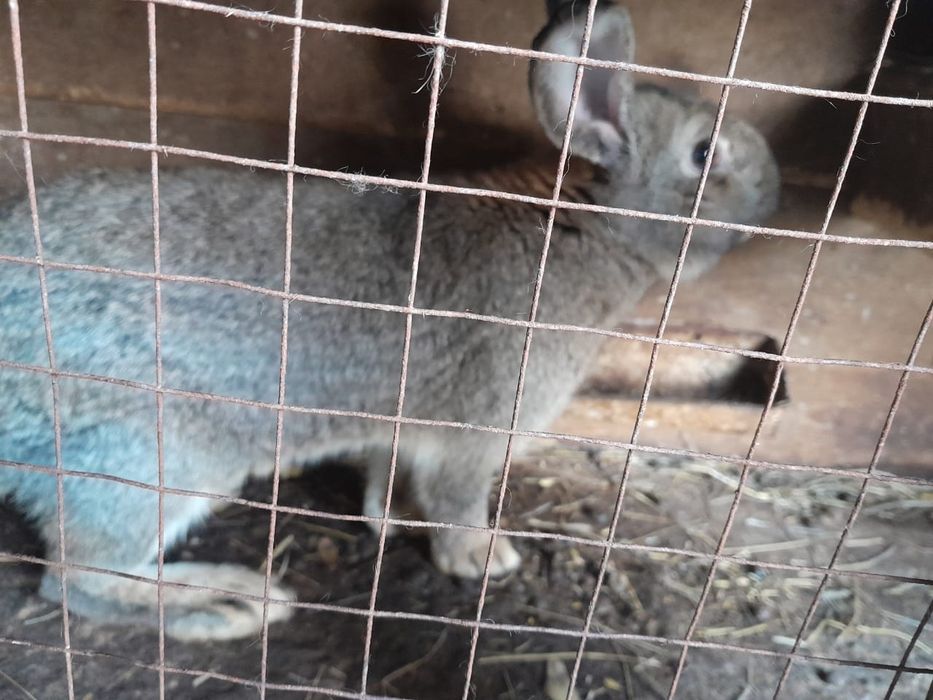 Кроллики фландер