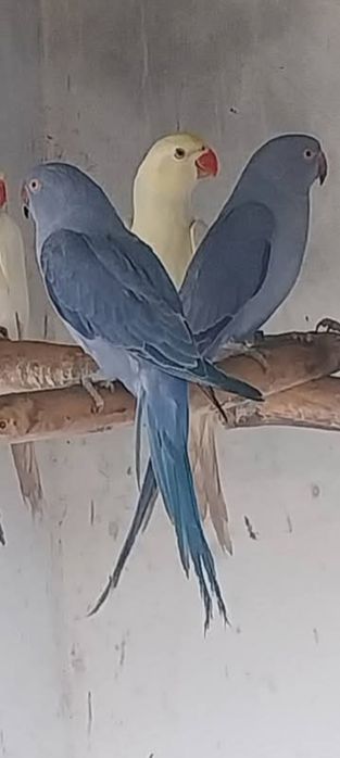 Micul Alexandru albastru cap coadă și violet