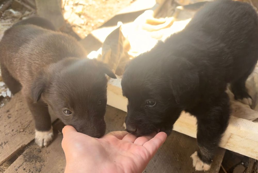 Adopție cățeluși