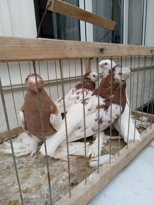 Голуби Двухчубые Продажа