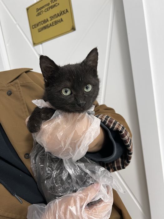 Кошечка с оливковыми глазами, 4 мес